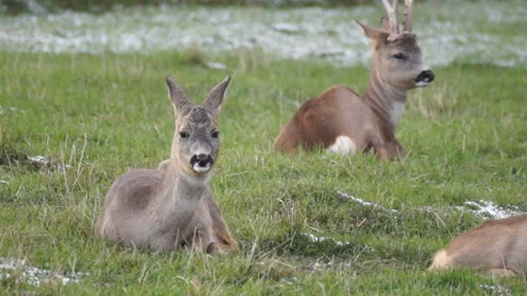 Deer in early spring. Video stock 107852392