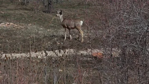 Deer Ears Perked Up Looks At Camera Mountains Video stock 210858616