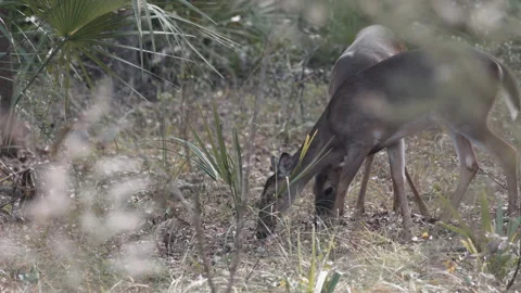Deer eat acorns in pine forest in Florida Stock Footage 187309755