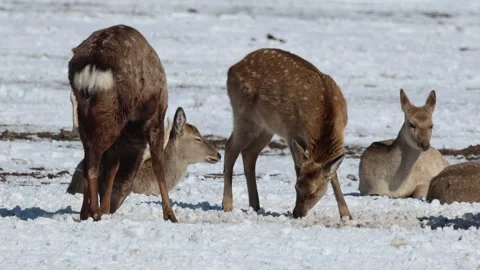 Deer eat and rest Stock Footage 242488281