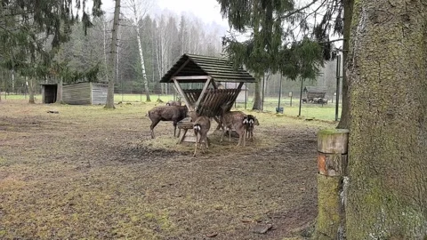 Deer eat from a feeder in a forest area during winter with trees in the backgrou Stock-Footage 329824334