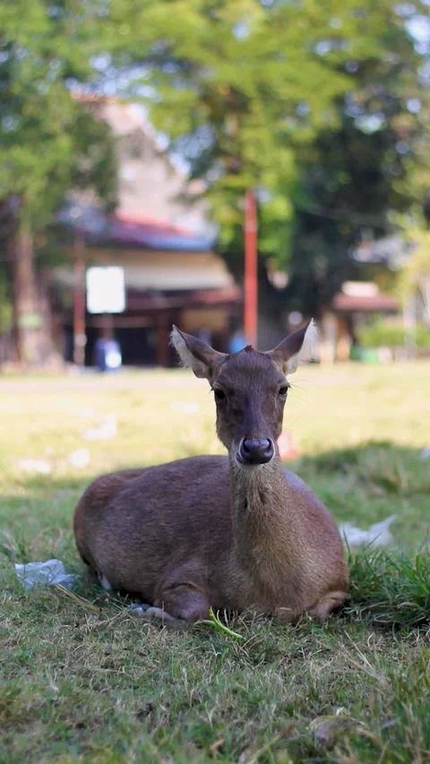 Deer eat food Stock Footage 336256642