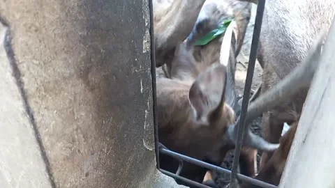 Deer eat Stock Footage 162881965