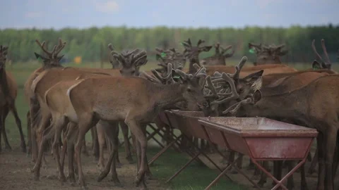 DEER EAT OATS Stock Footage 158126322