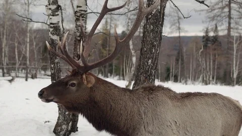 Deer eat in the winter forest Stock Footage 70287788