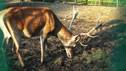 Deer eat at the zoo Stock Footage 166360551