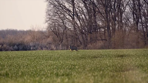 Deer Eating Alone at Sunrise on Empty Field Vídeo Stock 127625658