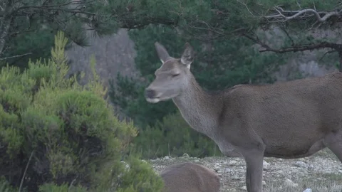 A deer is eating and looking around Stock Footage 71716722
