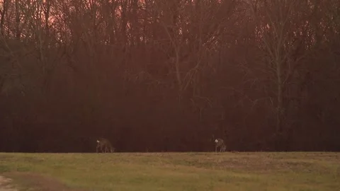 Deer eating and walking Stock Footage 166897041
