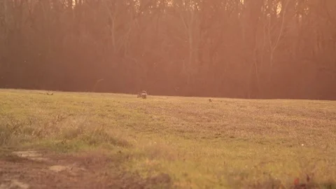 Deer eating and walking Stock Footage 166897082