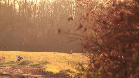 Deer eating and walking Stock Footage 166897094