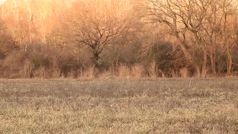 Deer eating and walking Stock Footage 167314814
