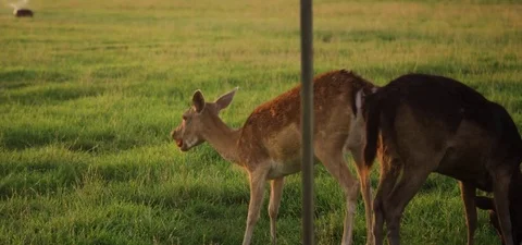 Deer eating apple in the field 動画素材 76274896