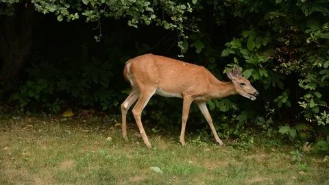 Deer Eating Apples 01 库存影片 92969439
