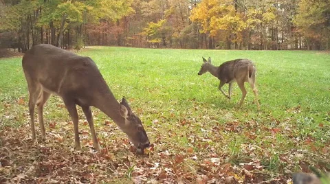 Deer Eating Apples Stock Footage 44227829
