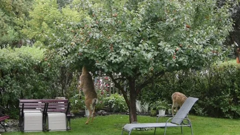 Deer Eating Apples Stock Footage 161851337