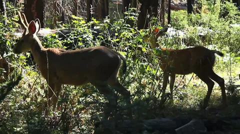 DEER EATING BRUSH Stock Footage 28837209