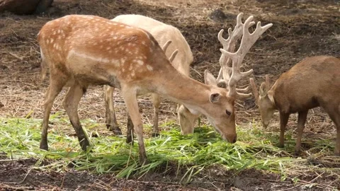 Deer eating deep in the forest Stock Footage 239019558
