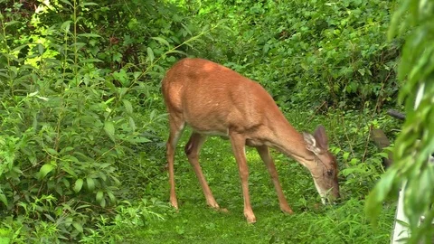 A deer eating foliage Stockbeeldmateriaal 78319849