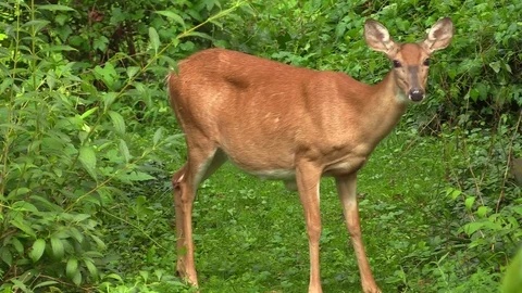 A deer eating foliage Stockbeeldmateriaal 78319880