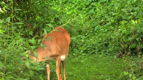 A deer eating foliage Stockbeeldmateriaal 78319883