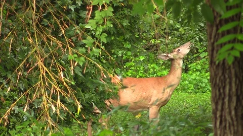 A deer eating foliage Stockbeeldmateriaal 78319951