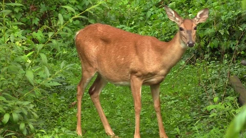 A deer eating foliage Stockbeeldmateriaal 78319967