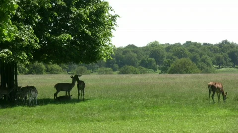 Deer Eating Stock Footage 493588
