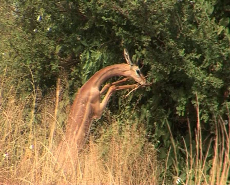 Deer Eating Video stock 558524