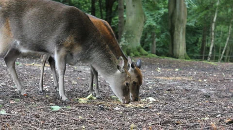 Deer eating Video stock 917489
