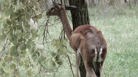 A deer eating Video stock 68646481