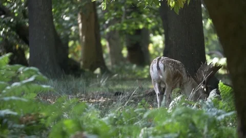 Deer eating Stock Footage 82722212