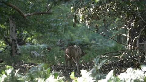 Deer eating Stock Footage 82722482