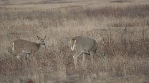 Deer eating Stock Footage 152499802