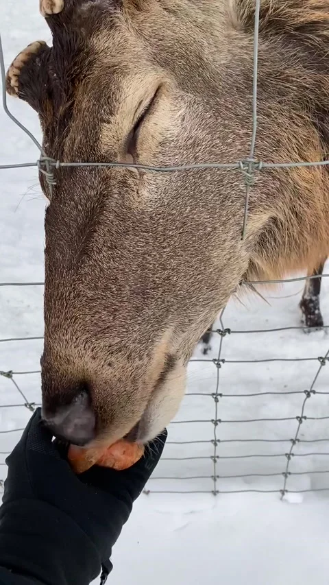 Deer eating Stock Footage 161980871