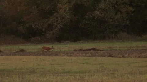 Deer eating Stock Footage 166560789