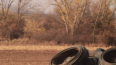 Deer eating Stock Footage 166892781