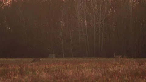 Deer eating Stock Footage 166897047