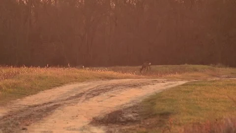 Deer eating Stock Footage 166897061