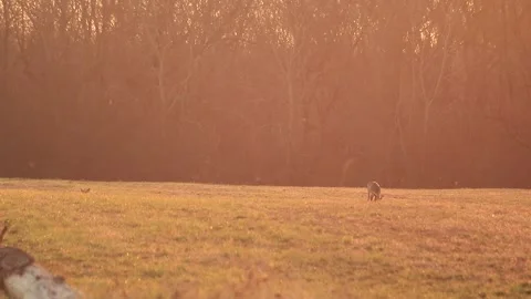 Deer eating Stock Footage 166897077