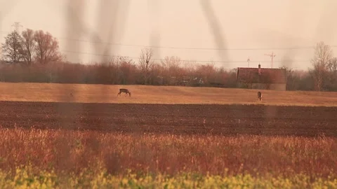 Deer eating Stock Footage 166897078