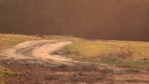 Deer eating Stock Footage 166897087