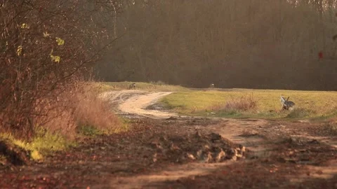Deer eating Stock Footage 166897090