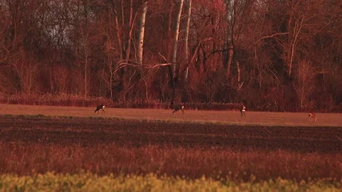 Deer eating Stock Footage 166933337