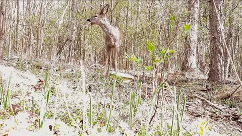 Deer eating Stock Footage 167064869