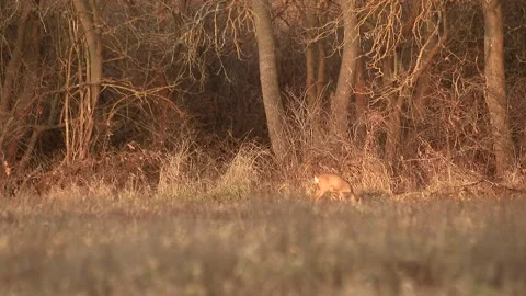 Deer eating Stock Footage 167314832