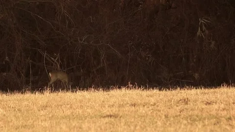 Deer eating Stock Footage 167314844