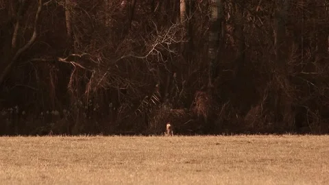 Deer eating Stock Footage 167314856