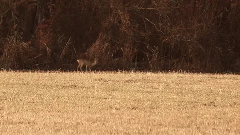 Deer eating Stock Footage 167314866
