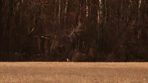 Deer eating Stock Footage 167314867